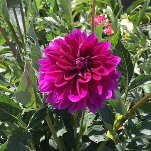 Meet your Posher, Veronica